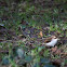 Treecreeper