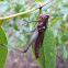 Grasshopper