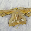 Geometrid moth / Wisp wing