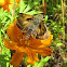 Sachem Skipper