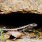 Northern Barsided Skink
