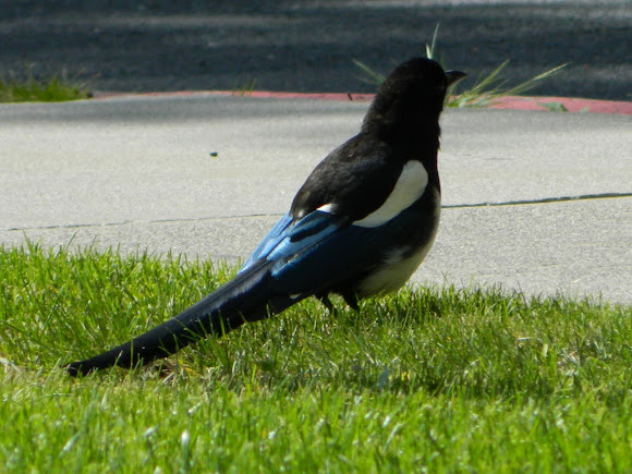 Spotting Image 1