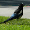 Black-billed Magpie