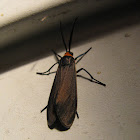 Yellow-collared Scape Moth
