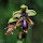 Orchids of Portugal