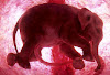 Animals in the womb (Gambar 2)