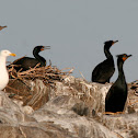 Double-crested Cormorant