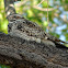 Common Nighthawk