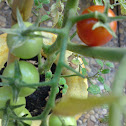 Tomato