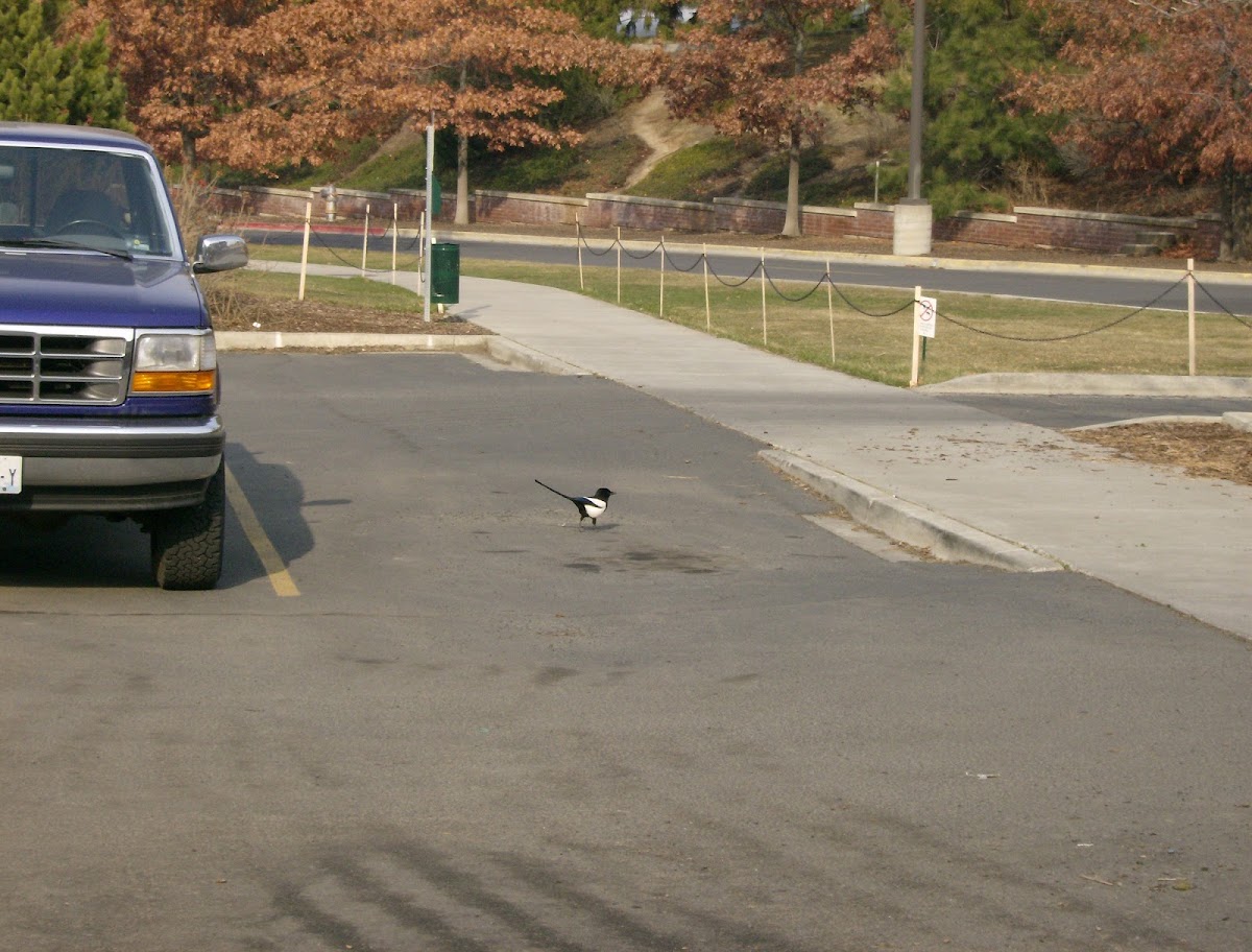 Black-billed Magpie