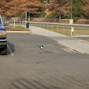 Black-billed Magpie