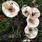 Milk caps