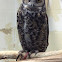 Great horned owl