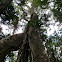 Strangler fig or Watkins' fig