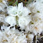 Paronychia aretioides