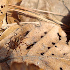 Wolf Spider