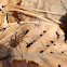 Wolf Spider
