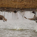 Northern Pintail