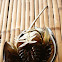 mangrove horseshoe crab