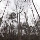 Tulip Tree