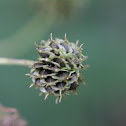 wing stem