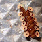 Spined Assassin Bug eggs