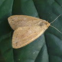 Unknown moth