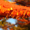 Manzanita