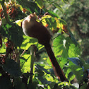 Squirrel Cuckoo,Cukú Ardilla