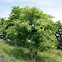 European Black Elderberry