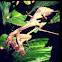 Mantis religiosa