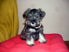 Cachorros Schnauzer Miniatura Sal Y Pimienta