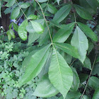 Shagbark Hickory