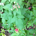 Raspberry