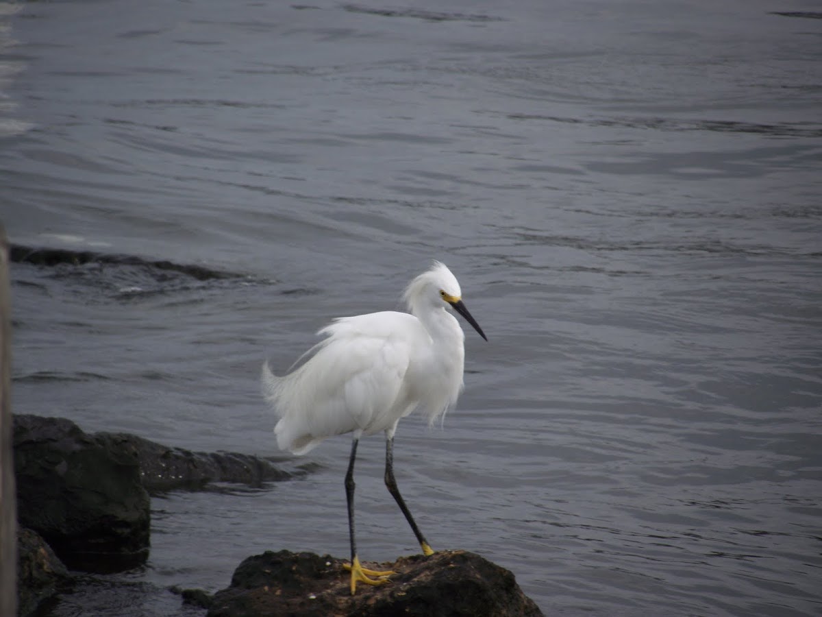Snowy Egret
