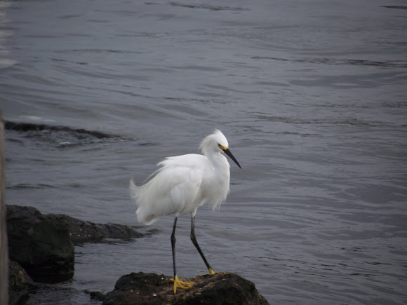 Spotting Image 1