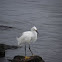 Snowy Egret