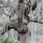 Live Oak