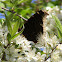 Mourning Cloak