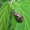 Chrysomelid beetle