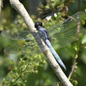 Common Blue Skimmer