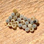 Hatching Fly