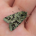 Comstock's Sallow