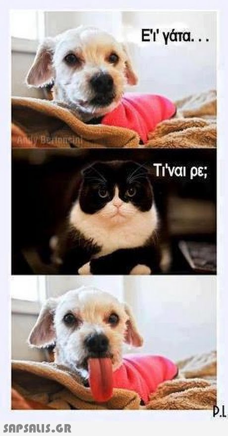 E   γάτα. . . Ti ναι ρε; 