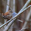 Eurasian Wren