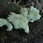 Schizophyllum commune