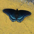 Red-spotted Purple butterfly