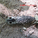 Eyed Click Beetle