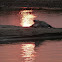 crocodile