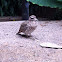 Spotted Thick-knee